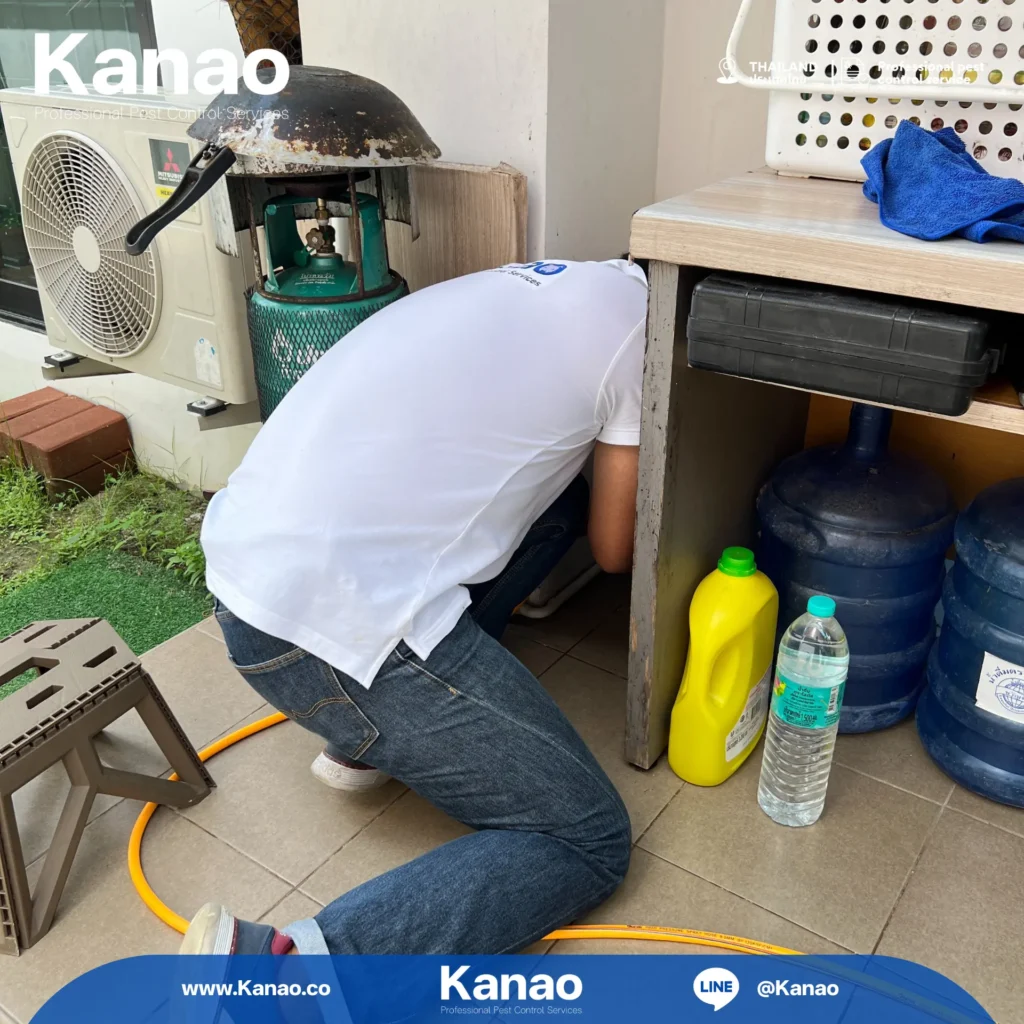 Kanao คานาโอะ Customer Reviews Breeze2 2