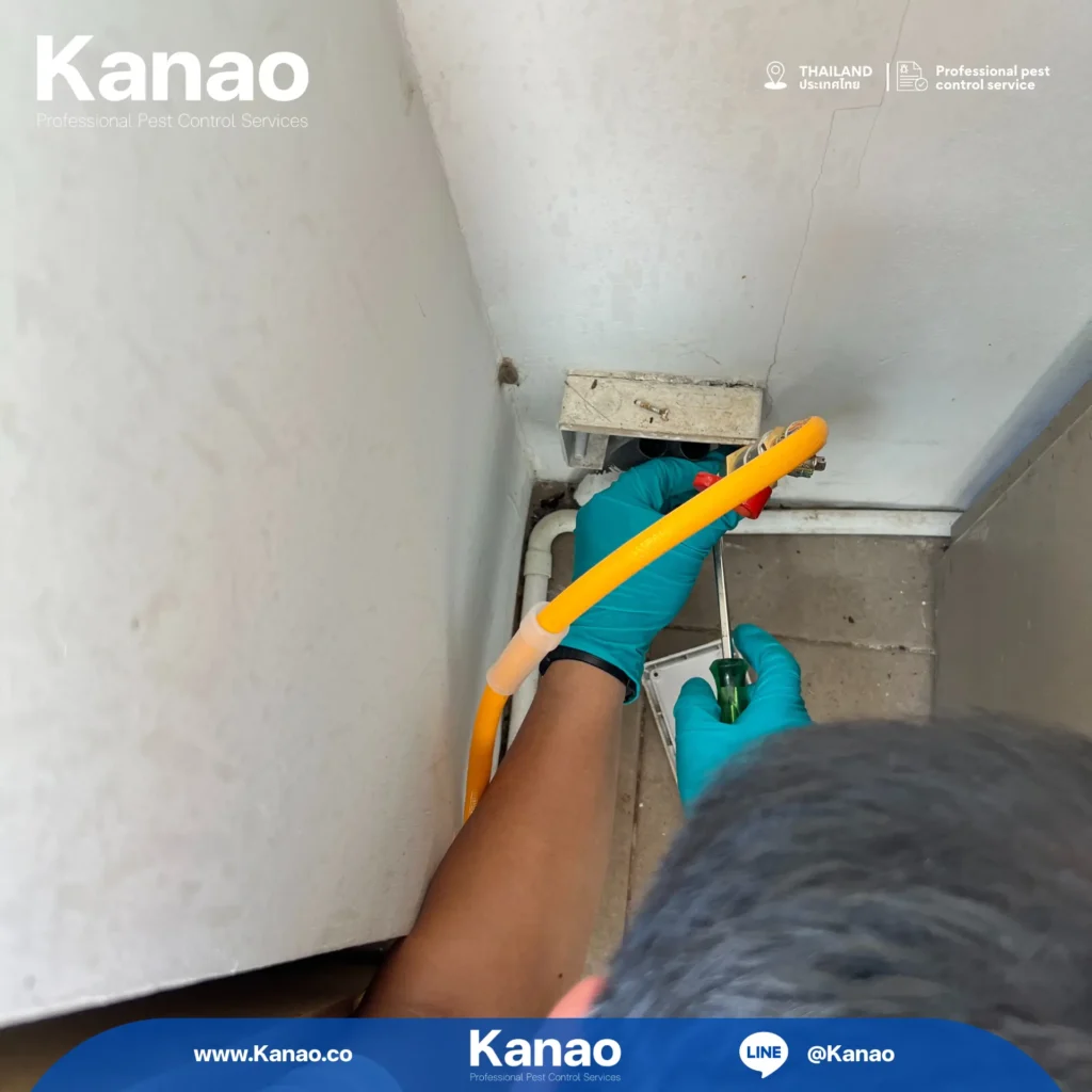 Kanao คานาโอะ Customer Reviews Breeze2 3