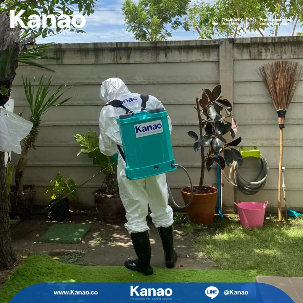 Kanao คานาโอะ Customer Reviews Breeze2 5