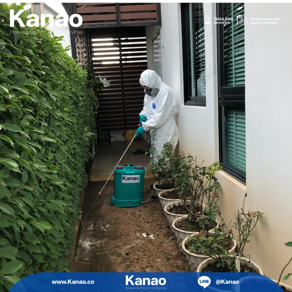 Kanao คานาโอะ Customer Reviews Breeze3 5