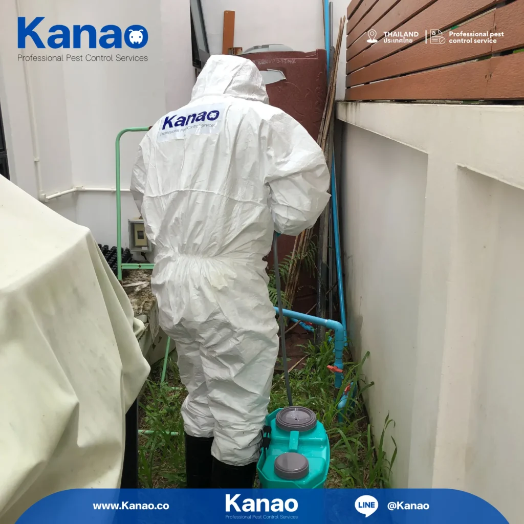 Kanao คานาโอะ Customer Reviews Breeze4 2