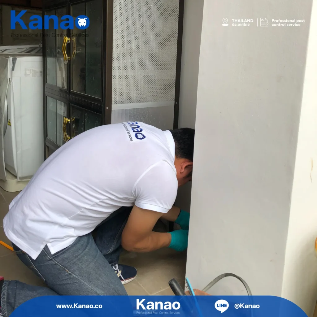 Kanao คานาโอะ Customer Reviews Breeze4 4