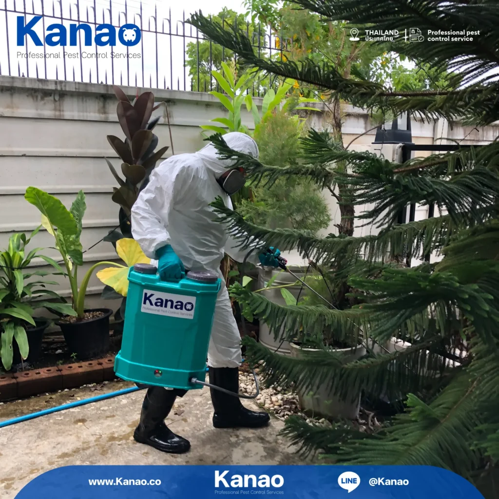 Kanao คานาโอะ Customer Reviews Breeze4 5