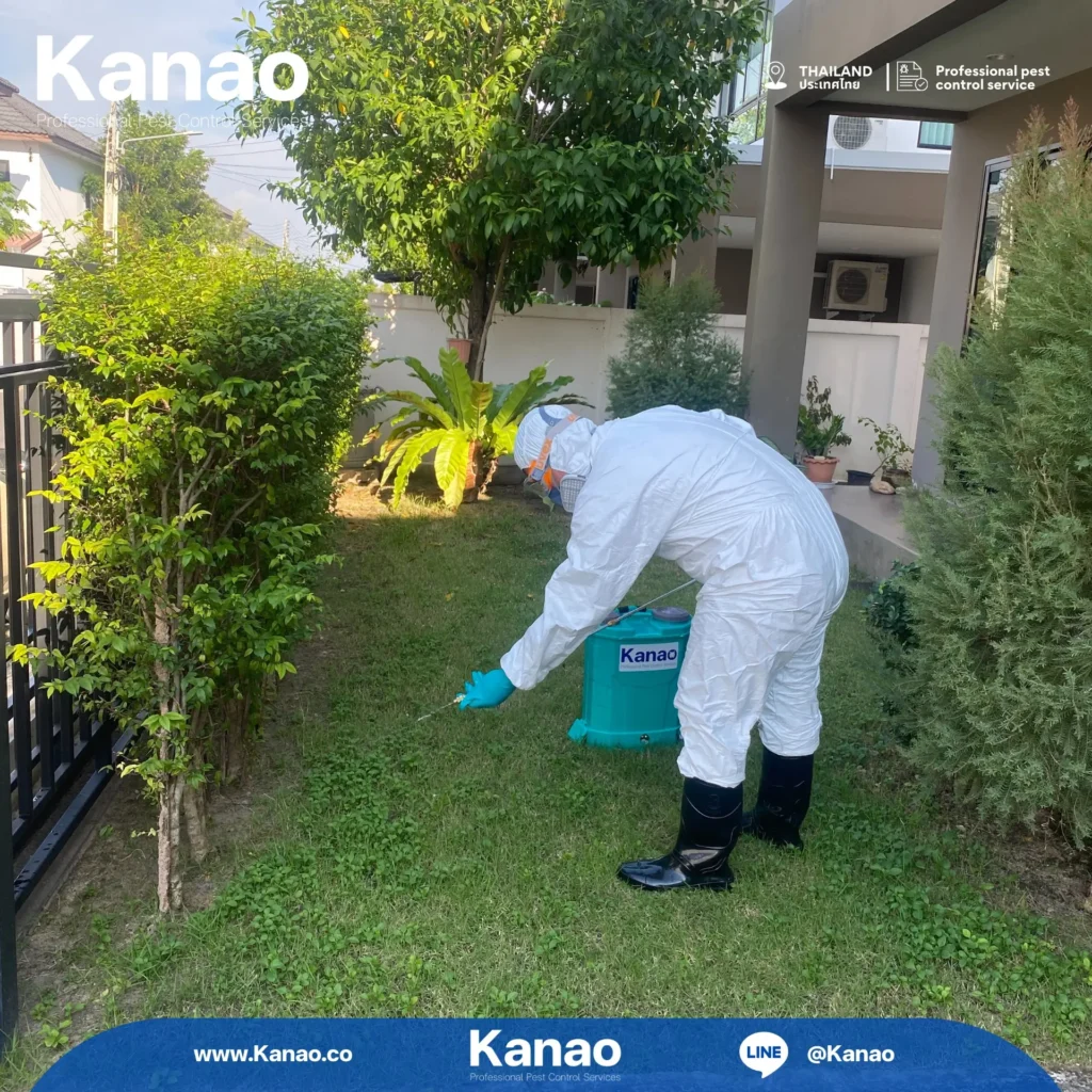 Kanao คานาโอะ Customer Reviews Breeze4 4